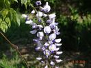 wisteria