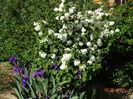 viburnum plicatum Popcorn