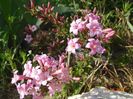 weigela Pink Poppet