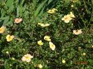 potentilla Sunset