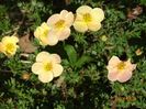 potentilla Sunset