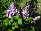 syringa Taras Bulba