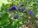 baptisia Purple Smoke