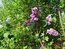 syringa Sarah Sands
