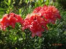 azalea Corneille
