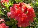 azalea Corneille