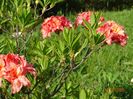 azalea Corneille