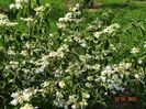 viburnum tomentosum