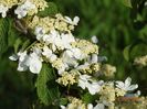 viburnum tomentosum