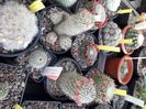 Mammillaria Grup inflorit