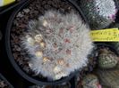 Mammillaria bocasana flori galbene