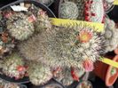 Mammillaria microhelia