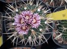 Echinofosulocactus violaciflorus Lobivia