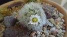 Mammillaria carmenae f. albiflora