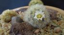 Mammillaria carmenae f. albiflora