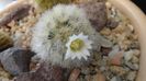 Mammillaria carmenae f. albiflora