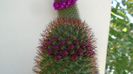Mammillaria backebergiana