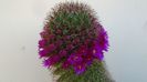 Mammillaria backebergiana