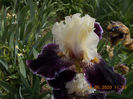 wild vision-10