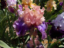 florentine silk-14