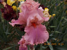 okapy poppy-12