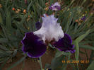 royal snowcap-10
