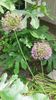 allium "globemaster"- ficus carica