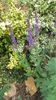 salvia pratensis