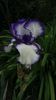 iris germanica "loop the loop"
