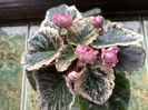 Rebel s Rose Bud