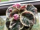 Rebel s Rose Bud