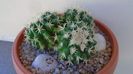 Echinocactus grusonii v. subinermis