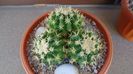 Echinocactus grusonii v. subinermis
