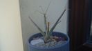 Leuchtembergia principis v. trachythele