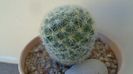 Mammillaria laui albiflora