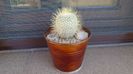 Mammillaria dixanthocentron