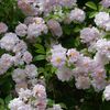 Pauls-Himalayan-Musk-Rambling-Rose