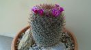 Mammillaria matudae