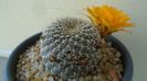 Rebutia arenacea