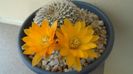 Rebutia arenacea