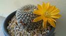 Rebutia arenacea
