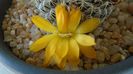 Rebutia arenacea