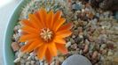 Rebutia steinmannii v. christinae
