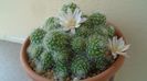 Rebutia cv. sunrise