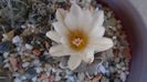 Turbinicarpus macrochele v. screvispinum