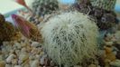 Sulcorebutia patriciae (Rebutia canigueralii ssp. crispata)