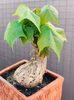 Sterculia colorata