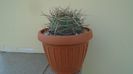 Gymnocalycium spegazzinii ssp. armatum