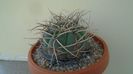 Gymnocalycium spegazzinii ssp. armatum