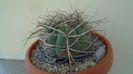 Gymnocalycium spegazzinii ssp. armatum